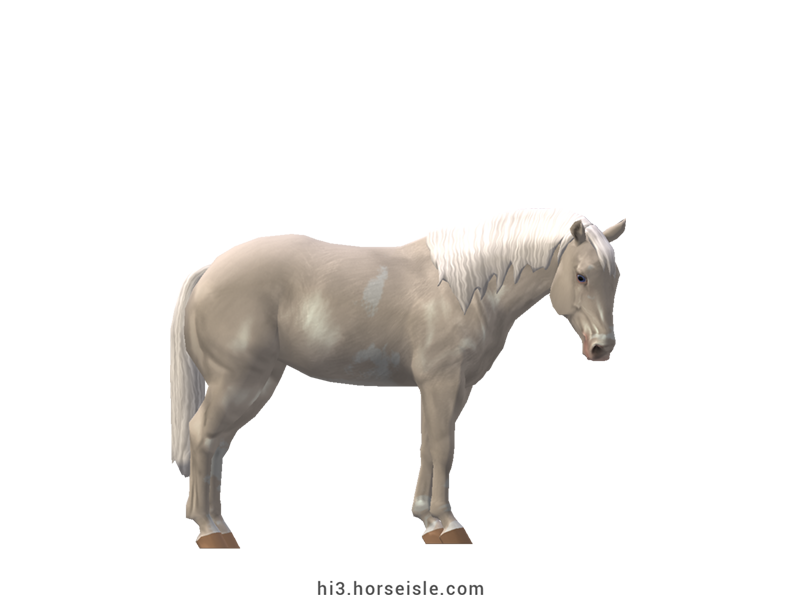 American Paint Stock Horse Cremello Sabino Coat